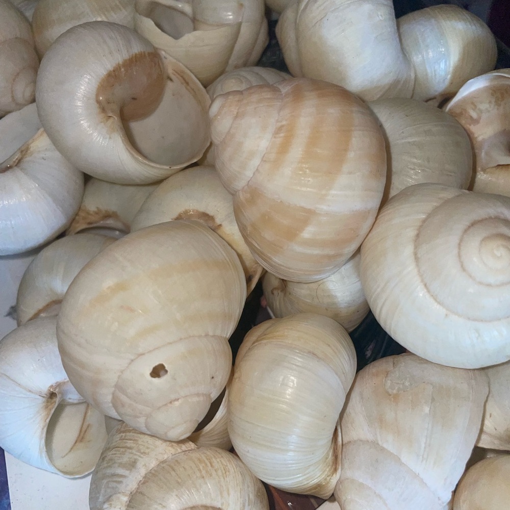 Natural Beach Shells Collection - Home Accent - Picture 2 of 3